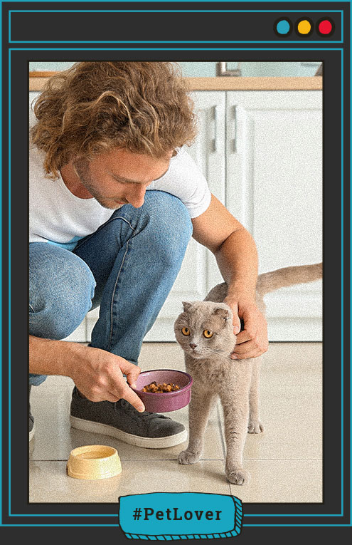 como alimentar a un gato
